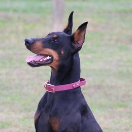Lotilly - Doberman Pinscher