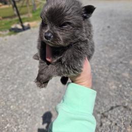 Boggs - Blue male Pomeranian puppy in Chattanooga, Tennessee from Valley Poms
