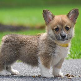 Honey - Red female Pembroke Welsh Corgi puppy in Lititz, Pennsylvania from GoldStar Corgis (License Number 18519)