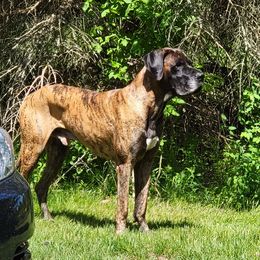 Paul - Great Dane
