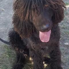 Irish Water Spaniels from TopKnotz Irish Water Spaniels