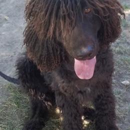 Irish Water Spaniels from TopKnotz Irish Water Spaniels