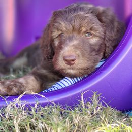 Aussiedoodle Puppies from Gore Doodle Ranch