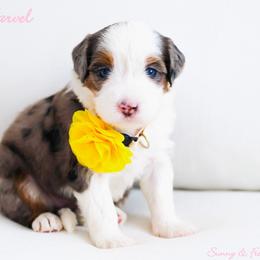 Captain Marvel - Blue merle female Bernedoodle puppy in Diamond Bar, California from Furrytaildoodles