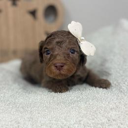 Sienna-Brown Collar - Chocolate merle female Bernedoodle puppy in Oak Hills, California from High Desert Doodles