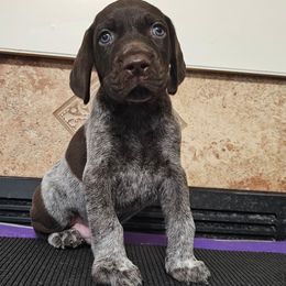 German Shorthaired Pointer Puppies from Crossroad kennel
