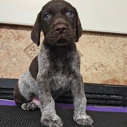 German Shorthaired Pointer Puppies from Crossroad kennel