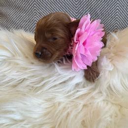 Ali - Red  female Goldendoodle puppy in Davie, Florida from Daviegoldendoodles