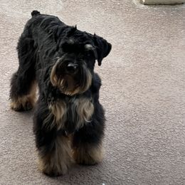 Sassy - Miniature Schnauzer