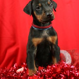 Doberman Pinscher Puppies from Tx Pups