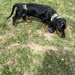 Nixon - Dachshund