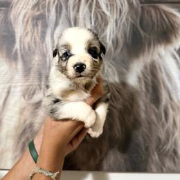 Nash - Blue merle male Miniature Australian Shepherd puppy in Tucson, Arizona from Soqui Ortiz Cattle Ranch