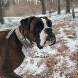 Boxers from Black Beauties Boxers