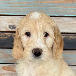 Windy - Cream female Goldendoodle puppy in Frostproof, Florida from Lover Dover Doodles