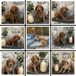Goldendoodle puppies from DFW Doodles
