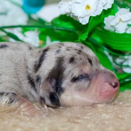 Fritz - Black and cream male Dachshund puppy in Bellville, Ohio from JK Mini Doxies