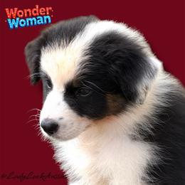 Wonder Woman-Black Tri Female - Black tri-color female Australian Shepherd puppy in Gainesville, Texas from Lady Luck Aussies