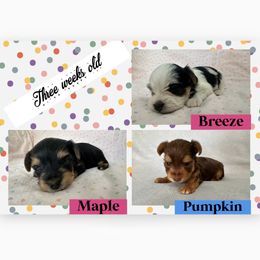 Yorkshire Terrier Puppies from Vanessa Alvarez