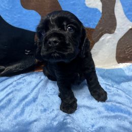 White collar - Black and tan male Cocker Spaniel puppy in Cleveland, Ohio from Buckeye Country Kennel