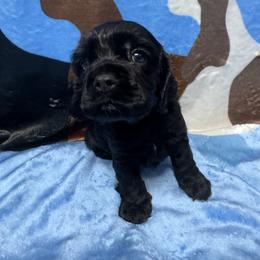 White collar - Black and tan male Cocker Spaniel puppy in Cleveland, Ohio from Buckeye Country Kennel