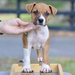 The Gentle Companion - Red male American Staffordshire Terrier puppy in St. Augustine, Florida from LBK & Ancient City