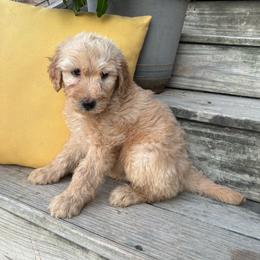 Green - Cream male Goldendoodle puppy in Seguin, Texas from Dude Ranch Doodles
