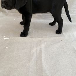 Boy 3 - Labrador Retriever puppy in Lakeville, Minnesota from Midnight Labradors