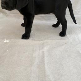 Boy 3 - Labrador Retriever puppy in Lakeville, Minnesota from Midnight Labradors