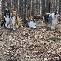 Collies from Isinglass Collies