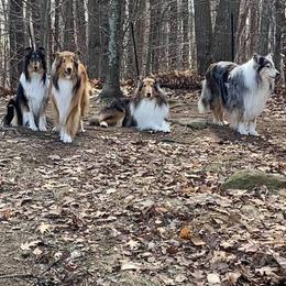 Collies from Isinglass Collies