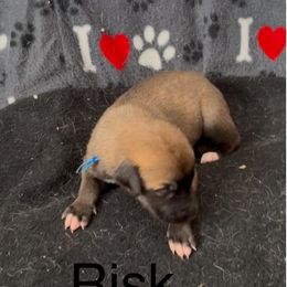 Nickname: Risk - Red Whippet puppy in Ransomville, New York from Painted Stars Farm