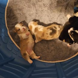 American Corgi Puppies from GC Farms Corgis