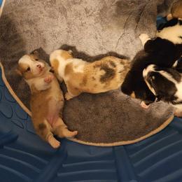 American Corgi Puppies from GC Farms Corgis