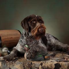 German Wirehaired Pointers from German Wirehaired Versatility Dogs