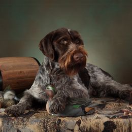 German Wirehaired Pointers from German Wirehaired Versatility Dogs