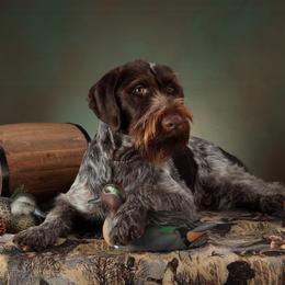 German Wirehaired Pointers from German Wirehaired Versatility Dogs