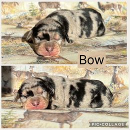 Bow - Blue merle male Catahoula Leopard Dog puppy in Forbes, Minnesota from North Country Catahoulas