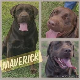 Maverick - Chocolate male Labrador Retriever puppy in Rutherfordton, North Carolina from Mountain Farm Dachshunds