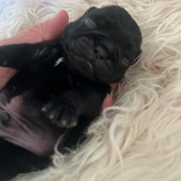 'Toad' Black boy 1 - Black male Pug puppy in Onalaska, Washington from Cupid’s Pugs