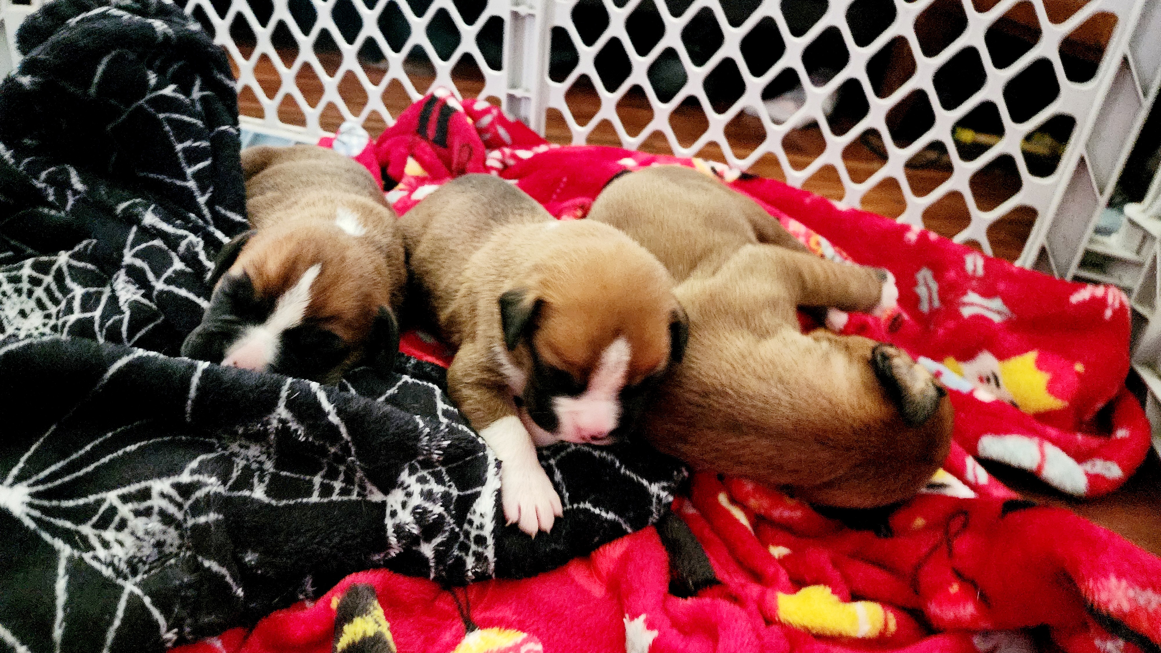 Boxer Puppies from Sara's Bouncing Boxers