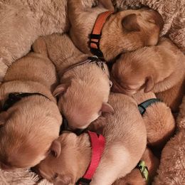 Hot pink - Yellow female Labrador Retriever puppy in Siloam Springs, Arkansas from Karemy Kennels (Karemy Labradors)