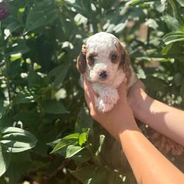 Versace - Blenheim male Cavapoo puppy in Ashland, Kentucky from Still Waters Farm