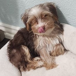 Little Man - Yorkshire Terrier