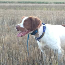 Brittanys from Highpoint Kennels