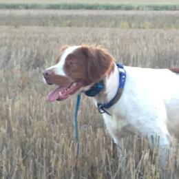 Brittanys from Highpoint Kennels