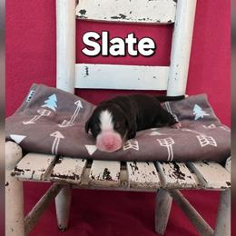Slate - Tri-color male Bernese Mountain Dog puppy in Independence, Virginia from Thornton Bernese Mountain Dogs