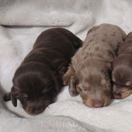 Dachshund puppies from My Loyal Treasures