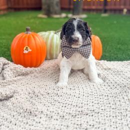 Jackson - Chocolate male Goldendoodle puppy in Dallas County, Texas from Dream A Little Doodle