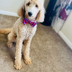Double Doodle All Grown Up from Delta Double Doodles