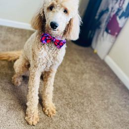 Double Doodle All Grown Up from Delta Double Doodles